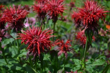 Monarda Monarda 'Cambridge Scarlet' 5-10 potte P9 Monarda 'Cambridge Scarlet'