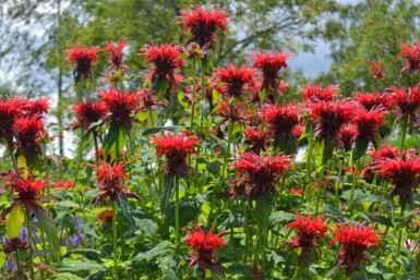 Monarda Monarda 'Cambridge Scarlet' 5-10 potte P9 Monarda 'Cambridge Scarlet'