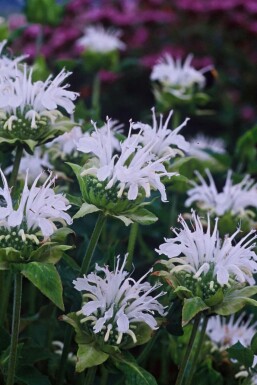 Monarda Monarda 'Schneewittchen' 5-10 potte P9