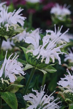 Monarda Monarda 'Schneewittchen' 5-10 potte P9 Monarda 'Schneewittchen'