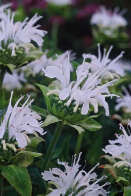 Monarda Monarda 'Schneewittchen' 5-10 potte P9