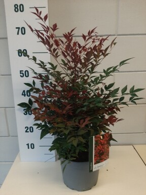Nandina domestica 'Obsessed' busk 40-50 cm