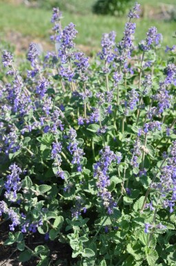 Almindelig blåkant Nepeta × faassenii 5-10 potte P9