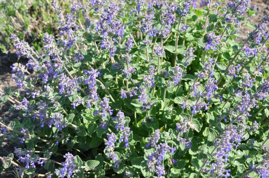 Almindelig blåkant Nepeta × faassenii 5-10 potte P9 Nepeta × faassenii