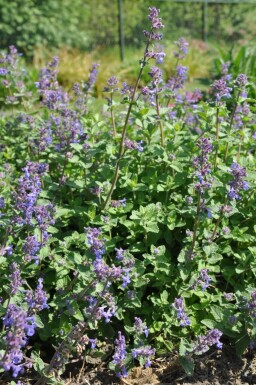 Almindelig blåkant Nepeta × faassenii 5-10 potte P9 Nepeta × faassenii