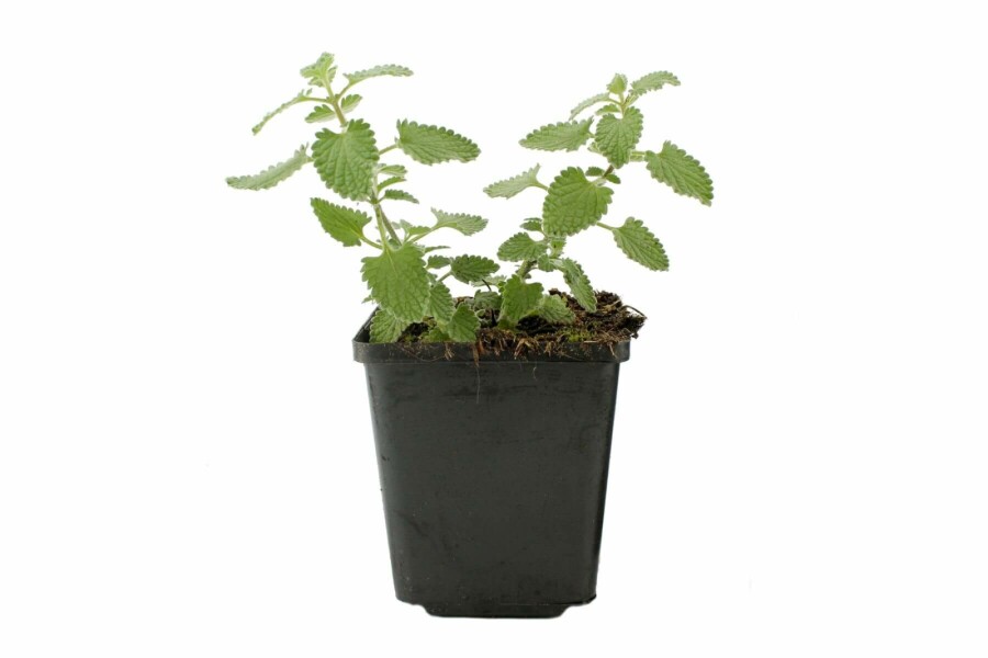 Almindelig blåkant Nepeta × faassenii 'Six Hills Giant' 5-10 potte P9 Nepeta × faassenii 'Six Hills Giant'