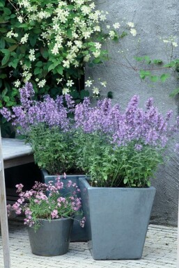 Almindelig blåkant Nepeta × faassenii 'Walker's Low' 5-10 potte P9 Nepeta × faassenii 'Walker's Low'
