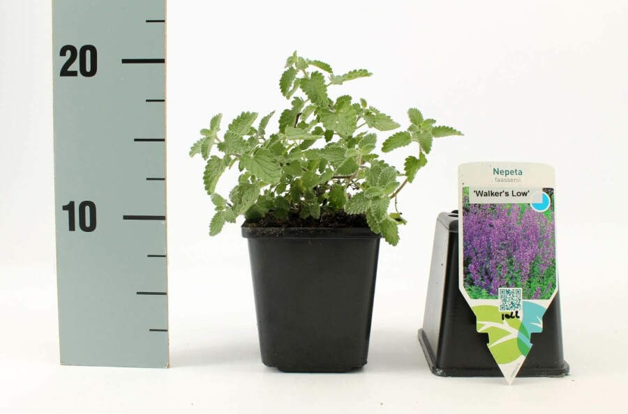 Almindelig blåkant Nepeta × faassenii 'Walker's Low' 5-10 potte P9 Nepeta × faassenii 'Walker's Low'