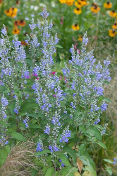 Sibirisk katteurt Nepeta sibirica 5-10 potte P9 Nepeta sibirica