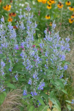 Sibirisk katteurt Nepeta sibirica 5-10 potte P9 Nepeta sibirica