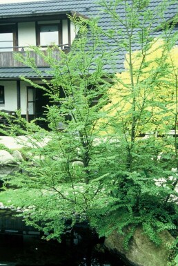 Antarktisk sydbøg Nothofagus antarctica busk 80-100 potte C12