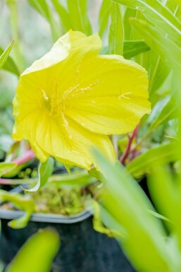 Krybende natlys Oenothera macrocarpa 5-10 potte P9 Oenothera macrocarpa