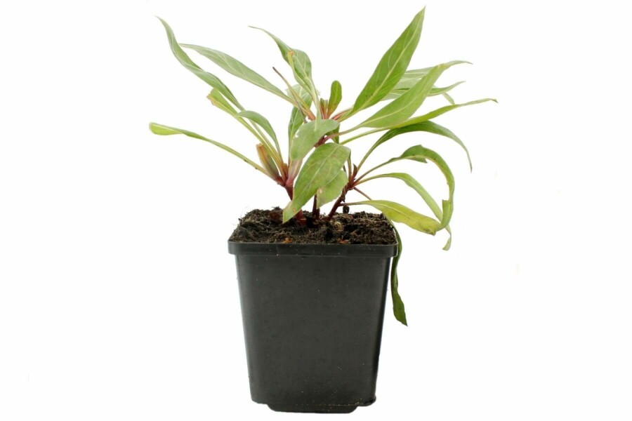 Krybende natlys Oenothera macrocarpa 5-10 potte P9 Oenothera macrocarpa