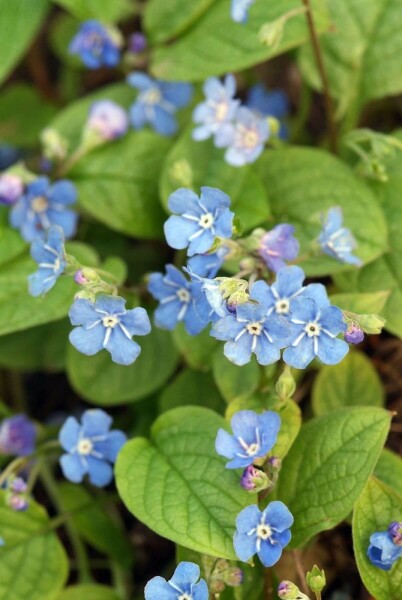 Vårkærminde Omphalodes verna 5-10 potte P9 Omphalodes verna