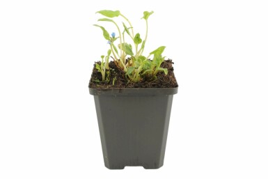 Vårkærminde Omphalodes verna 5-10 potte P9 Omphalodes verna