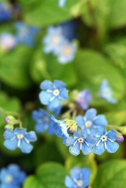 Vårkærminde Omphalodes verna 5-10 potte P9