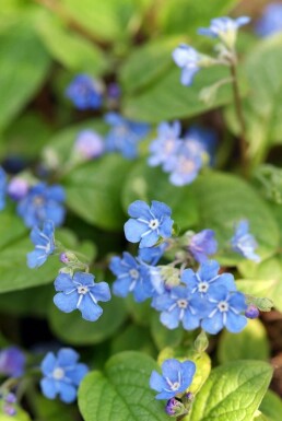 Vårkærminde Omphalodes verna 5-10 potte P9 Omphalodes verna