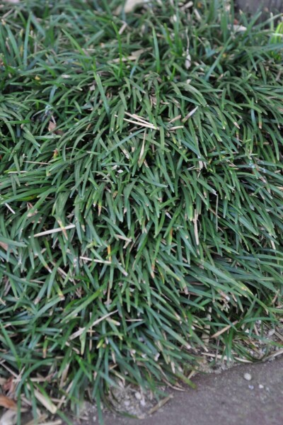 Japansk slangeskæg Ophiopogon japonicus 'Minor' 5-10 potte P9 Ophiopogon japonicus 'Minor'