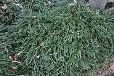 Japansk slangeskæg Ophiopogon japonicus 'Minor' 5-10 potte P9 Ophiopogon japonicus 'Minor'