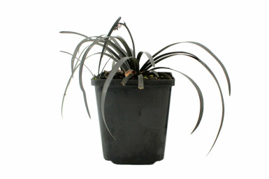 Slangeskæg Ophiopogon planiscapus 'Niger' 5-10 potte P9