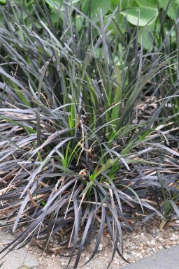 Slangeskæg Ophiopogon planiscapus 'Niger' 5-10 potte P9