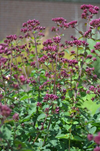 Merian Origanum 'Rosenkuppel' 5-10 potte P9 Origanum 'Rosenkuppel'