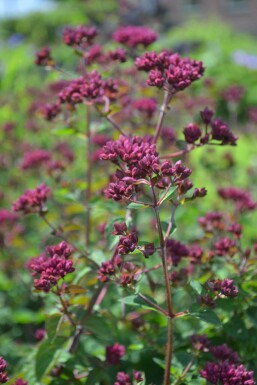 Merian Origanum 'Rosenkuppel' 5-10 potte P9 Origanum 'Rosenkuppel'