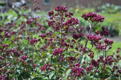Merian Origanum 'Rosenkuppel' 5-10 potte P9 Origanum 'Rosenkuppel'
