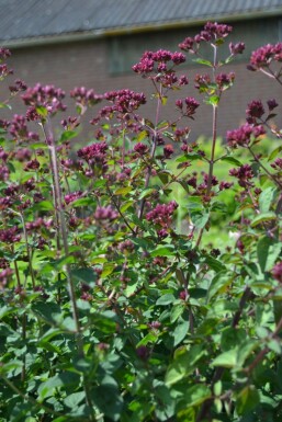 Merian Origanum 'Rosenkuppel' 5-10 potte P9 Origanum 'Rosenkuppel'