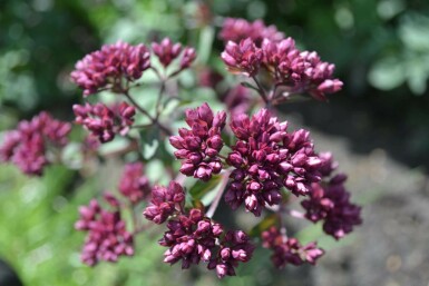 Merian Origanum 'Rosenkuppel' 5-10 potte P9 Origanum 'Rosenkuppel'