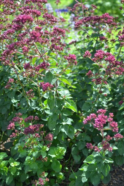 Glat merian Origanum laevigatum 'Herrenhausen' 5-10 potte P9 Origanum laevigatum 'Herrenhausen'