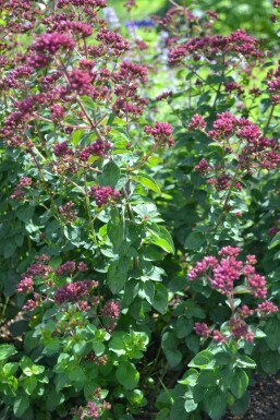 Glat merian Origanum laevigatum 'Herrenhausen' 5-10 potte P9 Origanum laevigatum 'Herrenhausen'