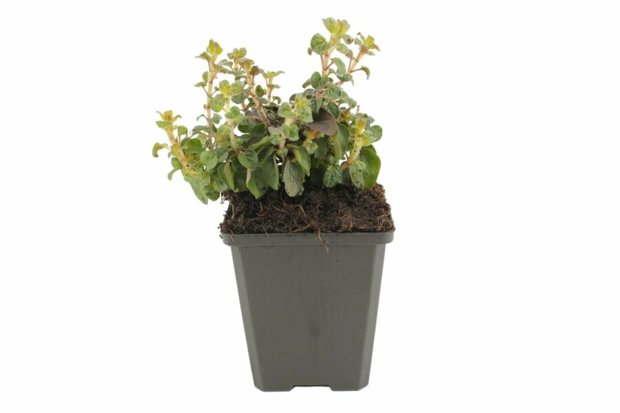 Glat merian Origanum laevigatum 'Herrenhausen' 5-10 potte P9 Origanum laevigatum 'Herrenhausen'