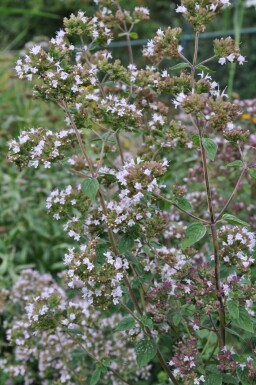Almindelig merian Origanum vulgare 5-10 potte P9 Origanum vulgare