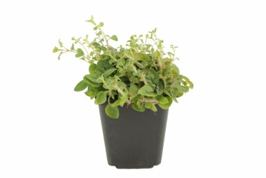 Almindelig merian Origanum vulgare 5-10 potte P9 Origanum vulgare