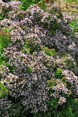 Almindelig merian Origanum vulgare 'Compactum' 5-10 potte P9 Origanum vulgare 'Compactum'