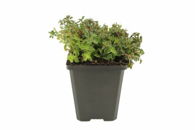 Almindelig merian Origanum vulgare 'Compactum' 5-10 potte P9 Origanum vulgare 'Compactum'
