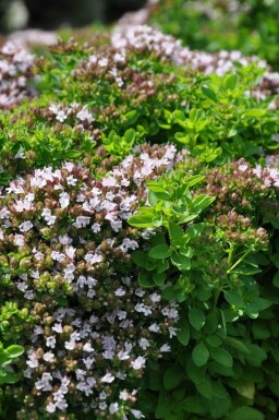 Almindelig merian Origanum vulgare 'Compactum' 5-10 potte P9 Origanum vulgare 'Compactum'
