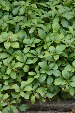 Vinterglans Pachysandra terminalis 5-10 potte P9