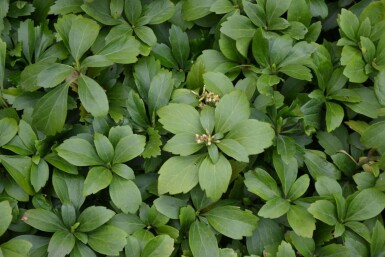 Vinterglans Pachysandra terminalis 5-10 potte P9