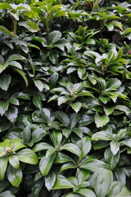 Vinterglans Pachysandra terminalis 5-10 potte P9