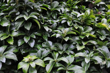 Vinterglans Pachysandra terminalis 5-10 potte P9