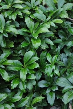 Vinterglans Pachysandra terminalis 'Green Carpet' 5-10 potte P9 Pachysandra terminalis 'Green Carpet'