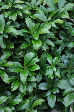 Vinterglans Pachysandra terminalis 'Green Carpet' 5-10 potte P9