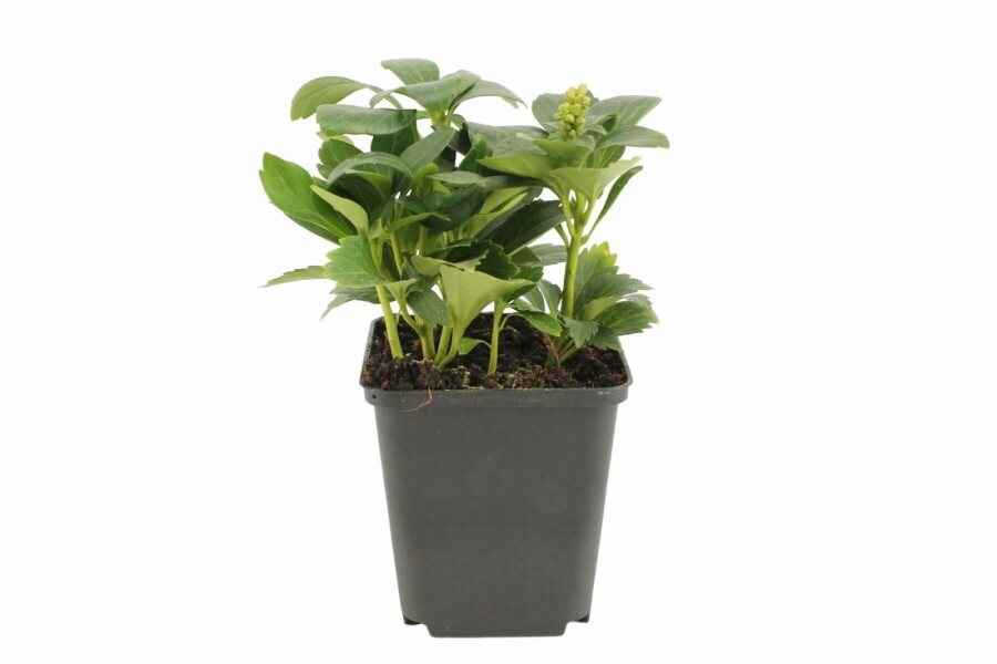 Vinterglans Pachysandra terminalis 'Green Carpet' 5-10 potte P9 Pachysandra terminalis 'Green Carpet'