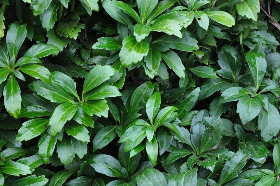 Vinterglans Pachysandra terminalis 'Green Carpet' 5-10 potte P9 Pachysandra terminalis 'Green Carpet'