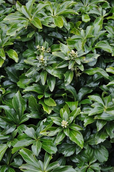 Vinterglans Pachysandra terminalis 'Green Sheen' 5-10 potte P9 Pachysandra terminalis 'Green Sheen'