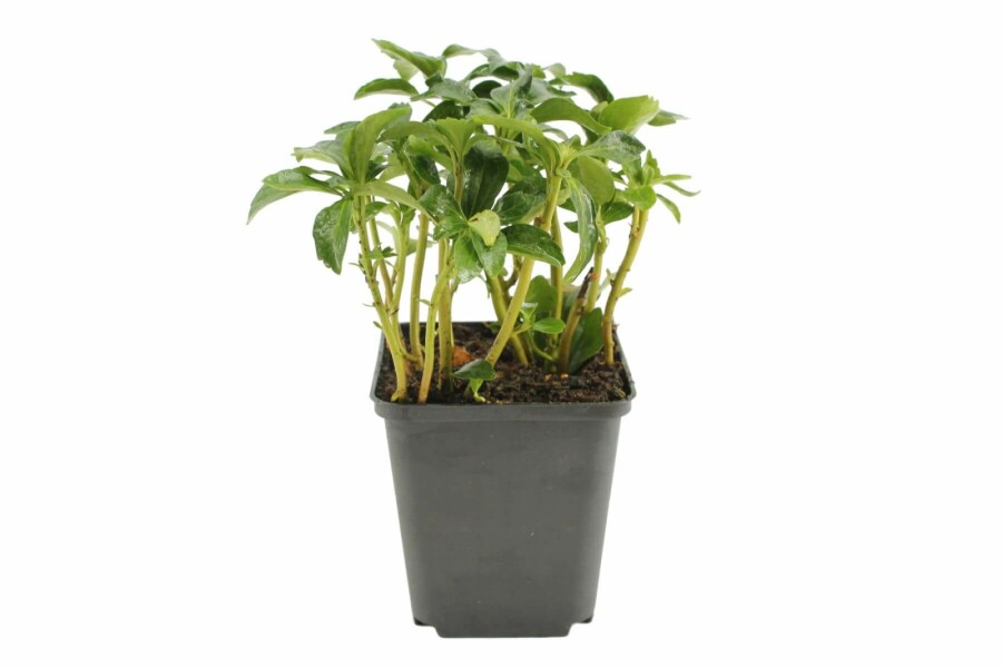 Vinterglans Pachysandra terminalis 'Green Sheen' 5-10 potte P9 Pachysandra terminalis 'Green Sheen'