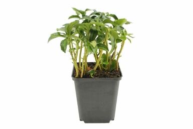 Vinterglans Pachysandra terminalis 'Green Sheen' 5-10 potte P9 Pachysandra terminalis 'Green Sheen'