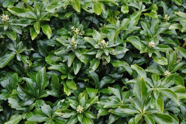 Vinterglans Pachysandra terminalis 'Green Sheen' 5-10 potte P9